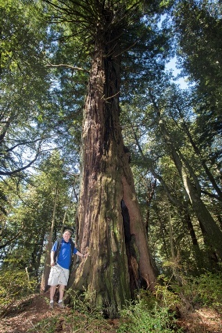 man standing next to giant redwood tree