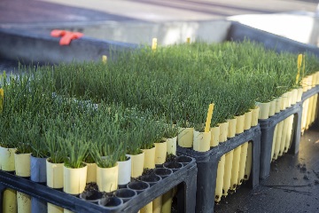 three large trays of grass plantings