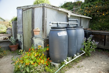 two rain barrels connected to a backyard shed collection system