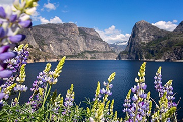 view of the Hetch Hetchy Reservoir through an outcropping of lavender
