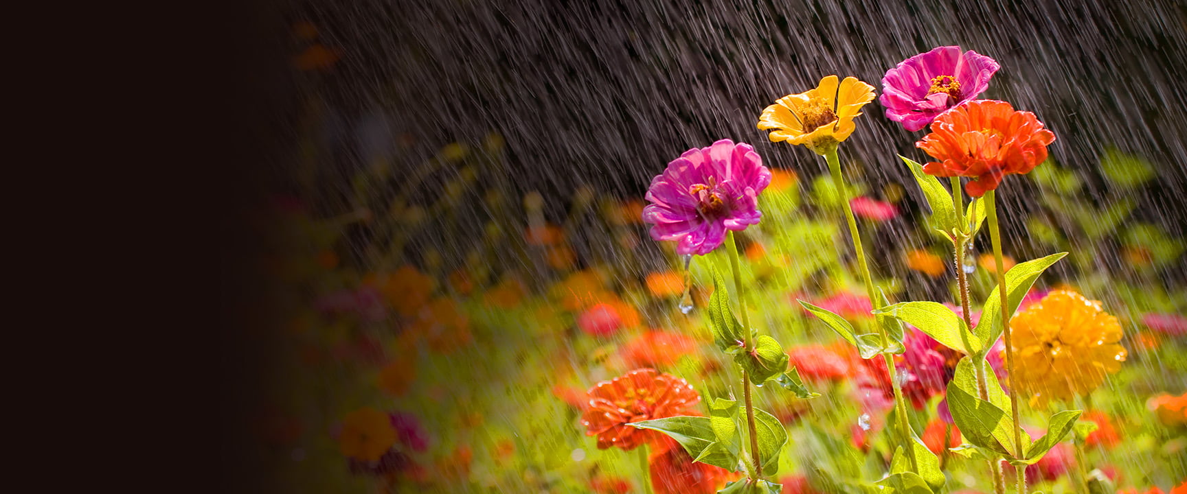 Colorful flowers in the rain