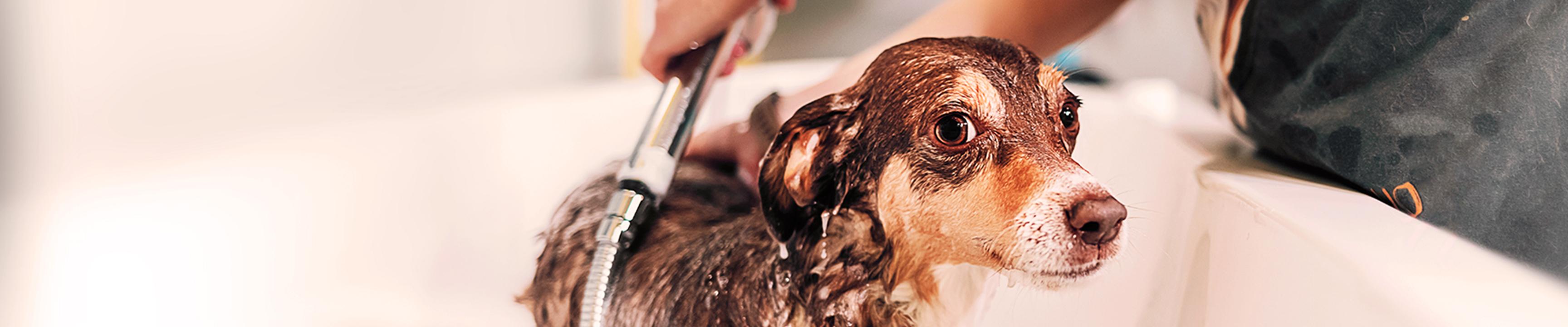 Dog getting bathed using a water-saving shower nozzle