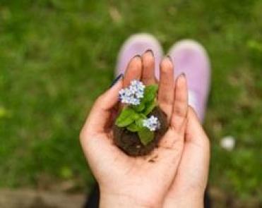 hands holding a small plant